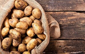 باقی ماندن هزار و ۳۰۰ تُن سیب زمینی روی دست کشاورزان گلستانی/ دولت برای خرید ورود کند