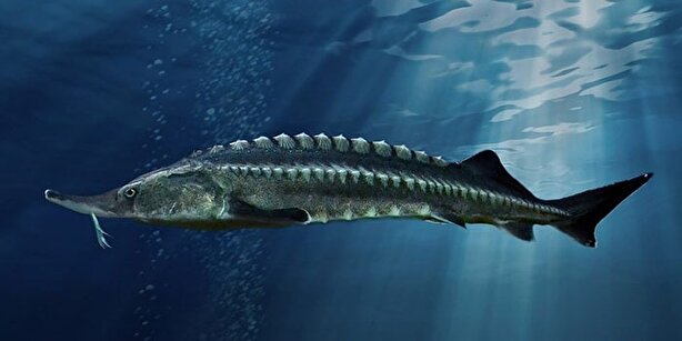 فعالیت  ۱۲ استان در بخش استحصال خاویار /امکان تولید ۲۵ تن خاویار تا پایان سال 1403