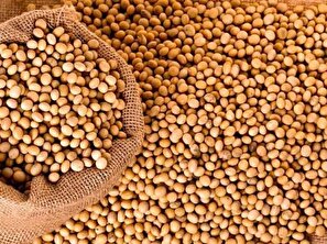 موضوع بی‌کیفیتی بذر سویا صحت ندارد