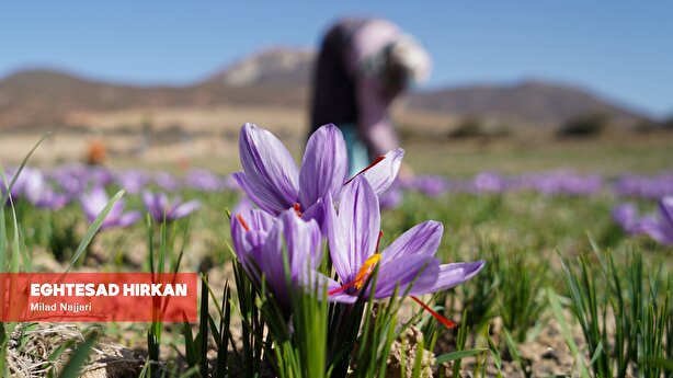 برداشت زعفران با دستان زحمت کش اهالی روستای وامنان آزادشهر