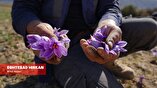برداشت زعفران با دستان زحمت کش اهالی روستای وامنان آزادشهر