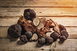 کشف ۴۵۰ کیلوگرم قارچ ترافل در رامیان