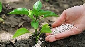 امسال کشاورزان تنها۴۰ درصد قیمت تمام شده کود را می پردازند