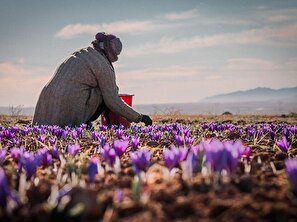 گلهای طلای سرخ رسانه ای نشدند /برداشت زعفران وامنان آغاز شد